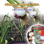 Modul Budidaya Bawang Putih ( Allium Sativum )