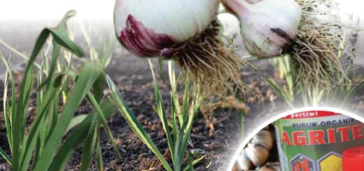 Modul budidaya Bawang putih
