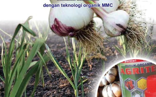 Modul budidaya Bawang putih