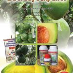 Modul Budidaya Alpukat / Avokad (Persea Americana)