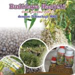 Modul Budidaya Hanjeli  ( coix lacryma jobi L ) Organik