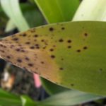 Penyakit Hawar Bunga pada Anggrek