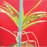 Penyakit Bercak Kelabu Pestalotia pada Anggrek