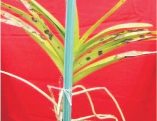 gejala bercak hitam pada anggrek akibat gejala bercak hitam serangan pestalotia