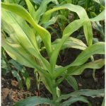 Penyakit Bulai pada Jagung