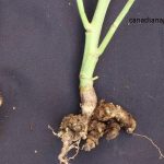 gejala serangan Plasmodiophora brassicae yang menyebkan akar gada pada tanaman sawi -