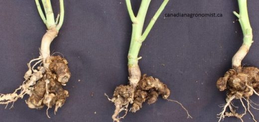 gejala serangan Plasmodiophora brassicae yang menyebkan akar gada pada tanaman sawi -