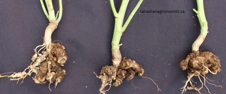 gejala serangan Plasmodiophora brassicae yang menyebkan akar gada pada tanaman sawi -