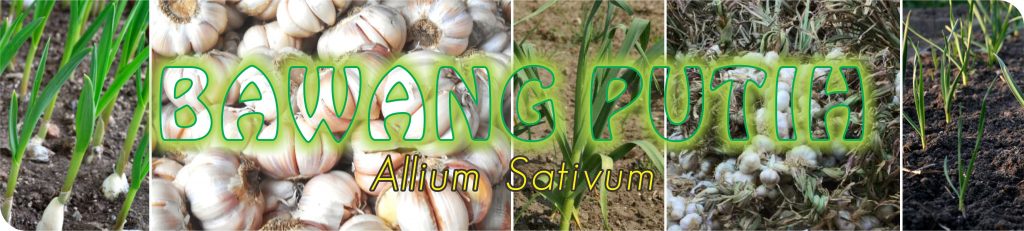 Budidaya Bawang Putih