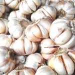 Budidaya Bawang Putih (Allium sativum), Bag I ; Syarat tumbuh & Jenis-jenis bibit