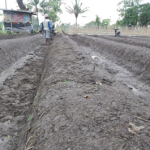 Budidaya Bawang Putih (Allium sativum) – Bag II ; Persiapan Lahan dan Penanaman