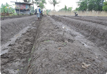 Mengolah Tanah Untuk Menanam Bawang Putih