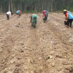 Pedoman Budidaya Buncis – Bag III ; Penanaman