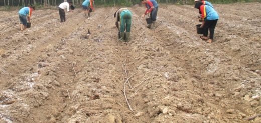 penanaman benih buncis di lahan
