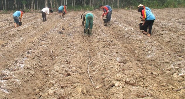 penanaman benih buncis di lahan