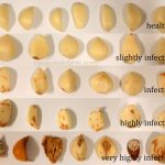 Berbagai tingkatan serangan fusarium terhadap umbi bawang putih