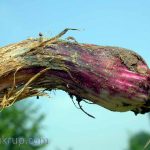 Gejala Ngoser pada Bawang Putih