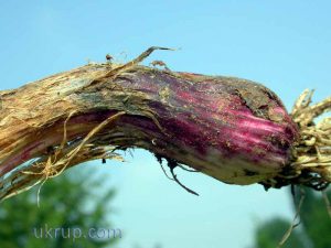 Gejala penyakit ngoler pada bawang putih