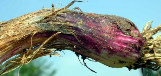 Gejala penyakit ngoler pada bawang putih