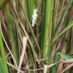 Memanfaatkan Cendawan Patogen Beuveria Bassiana untuk Pengendalian Hama