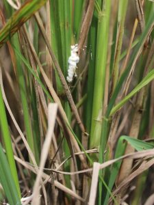 Walang sangit yang terinfeksi beuveria bassiana setelah beberapa hari
