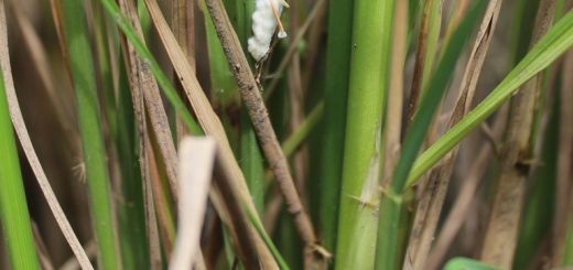 Walang sangit yang terinfeksi beuveria bassiana setelah beberapa hari