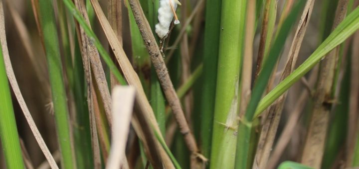 Walang sangit yang terinfeksi beuveria bassiana setelah beberapa hari