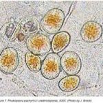 Penyakit Karat Daun Pada Kedelai