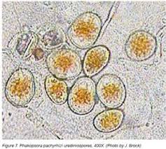 Mikroskopis Virus yang menyebabkan Penyakit Karat Daun