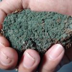 Manfaat Trichoderma Sebagai Jamur Antagonis