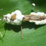 Cara Membuat Sendiri Pestisida Organik Berbahan Beuveria Bassiana