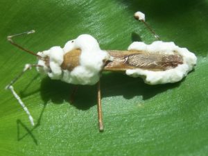 Walang sangit yang terkena jamur beuaveria bassiana