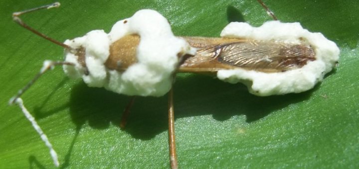 Walang sangit yang terkena jamur beuaveria bassiana