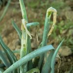 gejala daun tanaman bawang yang kena serangan ulat spodoptera exigua