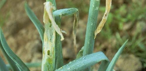 gejala daun tanaman bawang yang kena serangan ulat spodoptera exigua