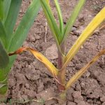 gejala penyakit fusarium pada bawang putih