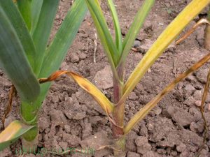 gejala penyakit fusarium pada bawang putih