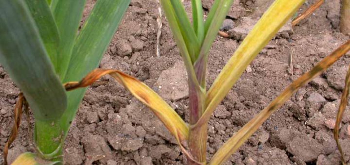 gejala penyakit fusarium pada bawang putih