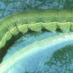 hama ulat spodoptera exigua yang menyerang daun tanaman bawang