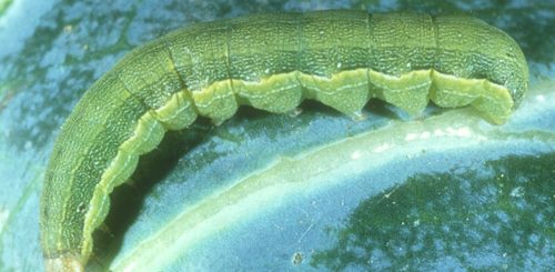 hama ulat spodoptera exigua yang menyerang daun tanaman bawang