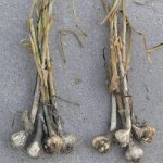 Tanaman bawang putih yang terkena serangan fusarium mudah dicabut dari tanah