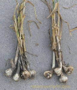 Tanaman bawang putih yang terkena serangan fusarium mudah dicabut dari tanah