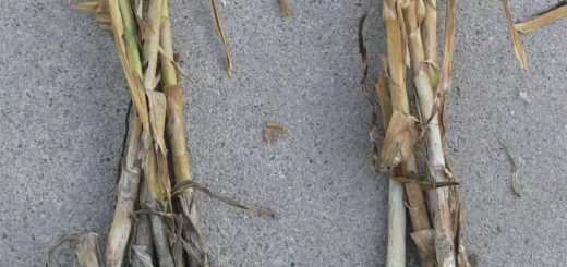 Tanaman bawang putih yang terkena serangan fusarium mudah dicabut dari tanah