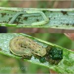 Budidaya Bawang Putih (Allium sativum) – Bag VI : Hama dan Penyakit Utama pada Bawang Putih