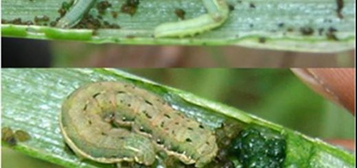 ulat spodoptera exigua yang mendekam dan memakan pada daun bawang