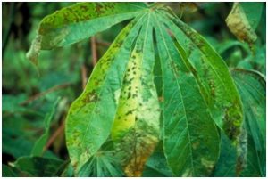 Daun Singkong Yang Terkena Penyakit Hawar