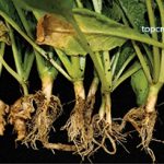 Gejala Pertumbuhan Kerdil Karena Akar Pekuk Pada Sawi / Caisim