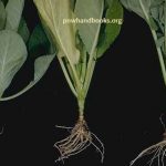 gejala serangan akar gada pada sawi