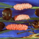 Hama Keong Sawah pada Padi