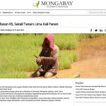 Kliping : Padi Ratun R5, Sekali Tanam Lima Kali Panen